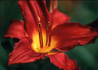 flower1