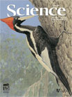 Woodpecker small