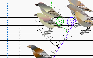 Darwin's Finches interactive animation
