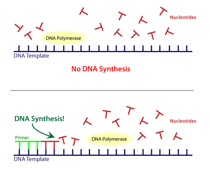 Dna Primers Oligodeoxyribonucleotide Primers Oligonucleotide Primers