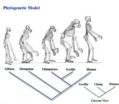 Figura 3b: De cómo el Modelo de la Escala de la Naturaleza y el Modelo Filogenético interpretaban las similitudes y diferencias entre los monos y los humanos. El Modelo de la Escala de la Naturaleza asume una jerarquía de organismos inferiores y superiores, mientras que el Modelo Filogenético no lo asume así. La actual relación filogenética entre chimpancés, gorilas y humanos es diferente que lo que se creía en el tiempo de Darwin. Está ilustrada en el recuadro verde.
