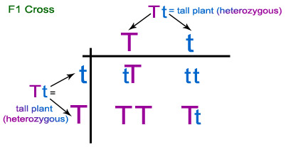 Figure 7: Punnett square showing the F1 cross of two plants with alleles Tt. As Mendel observed, 3/4ths of the offspring possess at least one copy of the dominant tall gene, while 1/4th of the offspring possess two copies of the short gene.