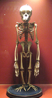 Figura 3: El esqueleto de un joven chimpancé, diseccionado por Edward Tyson, actualmente expuesto en el Natural History Museum, en Londres. 