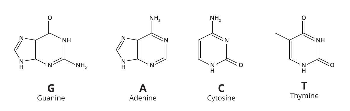 Nitrogenous Bases In Dna Nitrogen Nature s Code Harmless Bugs And 