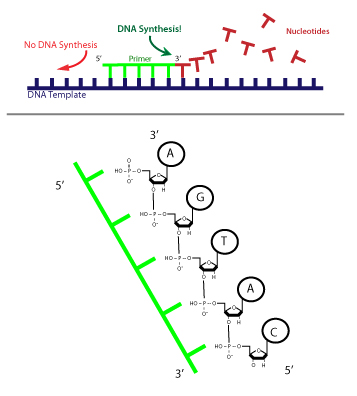 Figura 6: Síntesis de ADN unidireccional. La síntesis de ADN solamente puede proceder en una dirección. Esto se debe a que los nuevos nucleótidos pueden solamente ser agregados a un polímero de ADN creciente por adición a un grupo hidroxilo libre al lado de 3'. El otro lado, de 5' no tiene un grupo de hidroxilo libre.