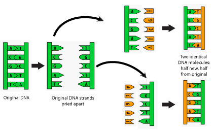 Figura 1: Esquema de la replicación del ADN de acuerdo a las reglas del emparejamiento de base de Watson y Crick. En este modelo, los hebras de la molécula de ADN original son separadas. Luego, los nucleótidos complementarios (A con T, G con C, etc) son agregados al contrario de los nucleótidos en ambas hebras originales. El resultado es dos moléculas de ADN, ambas idénticas a la hebra original (y por ende una a la otra) y ambas con una hebra vieja y una hebra nueva.