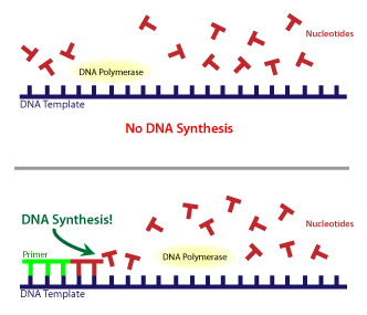 Figure 5: DNA polymerase requires a primer. DNA polymerase cannot begin to copy a template DNA unless a small part of the new copy DNA is already in place. Shown in light green in this figure, these short polymers are called 