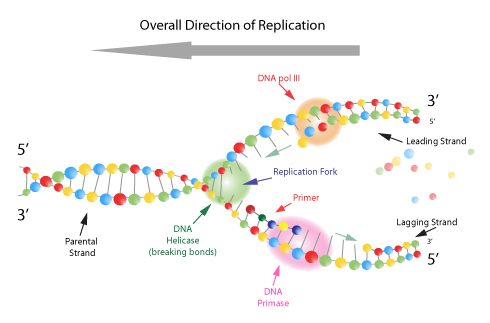 Figura 10: Otros factores importantes que trabajan en el tenedor de replicación. Al continuar la investigación, una imagen mas completa de los eventos del tenedor de replicación llego a prominencia. Como se muestra aquí, la síntesis de ADN es un proceso complicado llevado a cabo por la función coordinada de muchos factores.