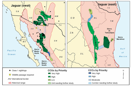 Figure 7: A map of Cat Conservation Units (CCUs) and Cat Conservation Corridors (CCCs) generated during a  Bordercats Working Group workshop.  Areas of highest conservation priority were determined based on the presence of jaguars and human activities that threaten the cats.

Reprinted with permission from: Grigione, M., Menke, K., López-González, C., List, R., Banda, A., Carrera, J., et al. (2009). Identifying potential conservation areas for felids in the USA and Mexico: integrating reliable knowledge across an international border. Oryx, 43, 78?86.
