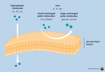 Figura 2: Moléculas no-polares como el oxigeno y el nitrógeno, se difunden a través de una membrana, mientras que las moléculas polares son iones cargados que no se difunden a través de una membrana.