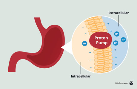 Figura 5: Una bomba de protón en el revestimiento del estómago.