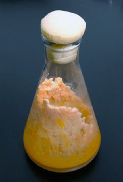 Figure 6: Neurospora crassa, a type of red bread mold studied by Beadle and Tatum.