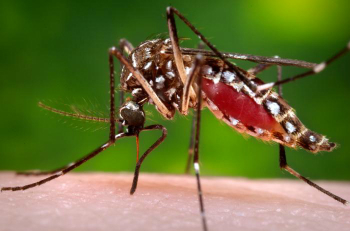 Figura 4: Aedes aegypti, la especie de mosquitos responsable por esparcir enfermedades como la fiebre amarilla.
