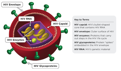 Figure 3: An exploded and labeled view of the HIV virus.