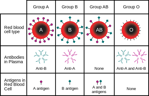 Figure 7: ABO blood groups and the antibodies and antigens present in each. This chart tells us that, for example, people with type A blood have the A antigen on the surface of their red cells and anti-B antibodies in their plasma. So if type B blood is mixed with this type A blood, the type A will attack the type B blood by agglutinating the introduced red cells. The same is true if type AB blood is added, but type O will not result in agglutination since it lacks the anti-B antigens on the cell surface.