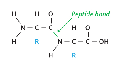Figure 4: Peptide bond