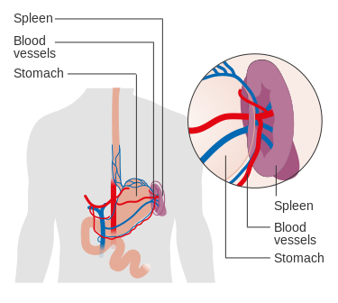 Figure 3: The location of the spleen in the human body.