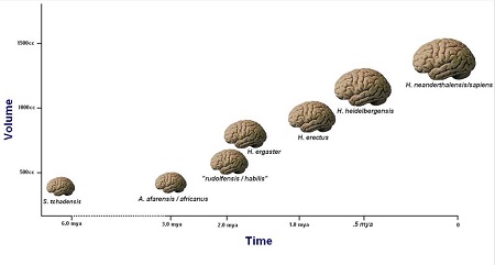 Figure 4: A plot of average hominid brain sizes over time.
