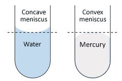 Figure 8: Water and mercury behave differently in a test tube made of polar glass. Water adheres to the glass, bringing the sides upwards and forming a concave surface. Nonpolar mercury is not attracted to the glass. Cohesion between the mercury atoms creates surface tension that forms a convex surface.