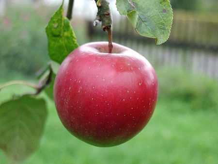 Apple on tree