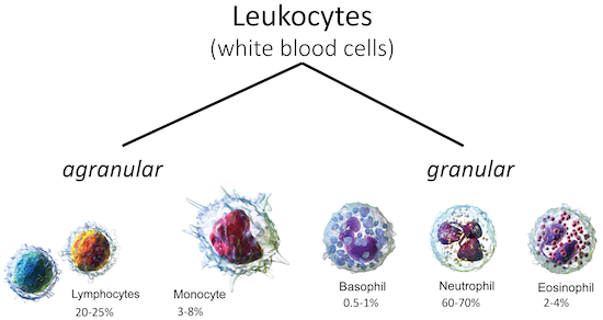 Leukocytes