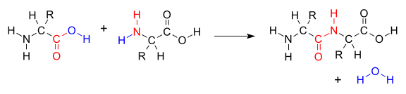 Polypeptide