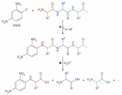 Peptide analysis