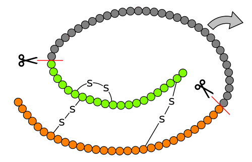 Proinsulin
