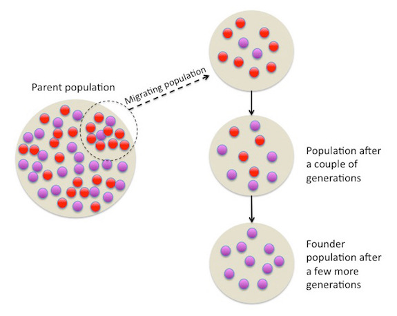 Founder effect