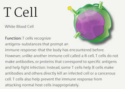 T cell