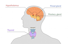 Hypothalamus and pituitary