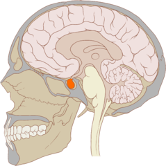 Pituitary gland