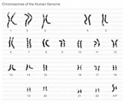 Human genome