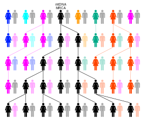 Mitochondrial Eve