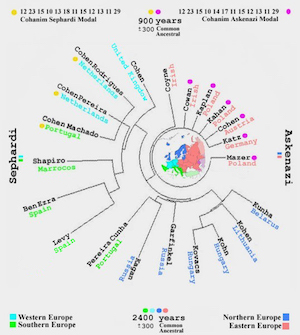 Kohanim family tree