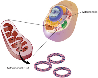 Mitochondrial DNA