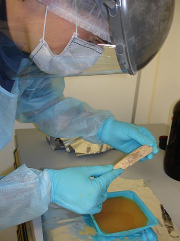 Neanderthal research