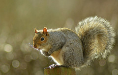 Squirrel