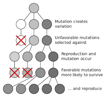 Natural selection_diagram