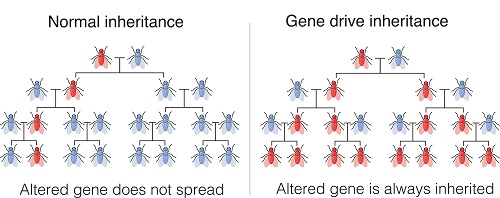 Gene drive
