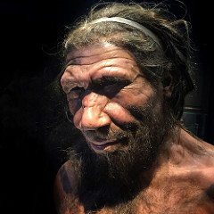 Neanderthal model