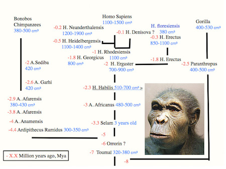 Evolution of brain volume in Homininae