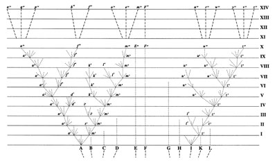 phylogeny_sketch