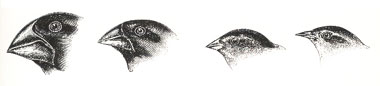 Darwins Finches
