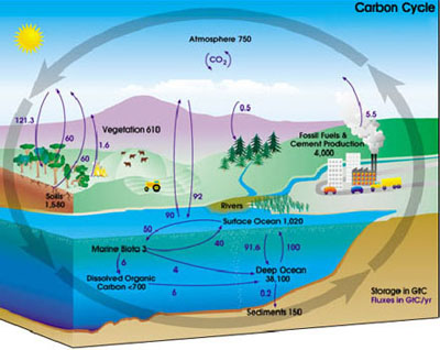 Carbon Cycle