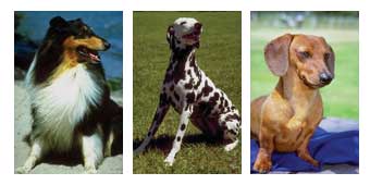 Dog Trio
