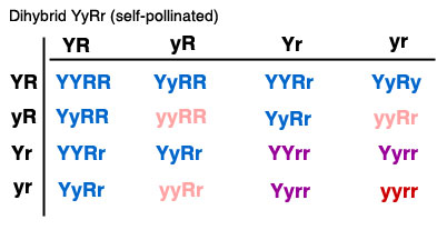 dihybrid