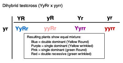 dihybrid testcross