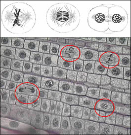 chromosomes