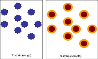 S, pneumoniae strains